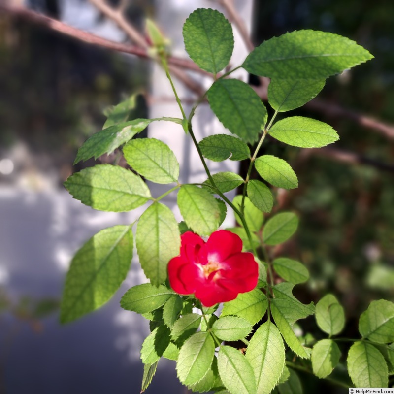 'La Belle Rouge ®' rose photo