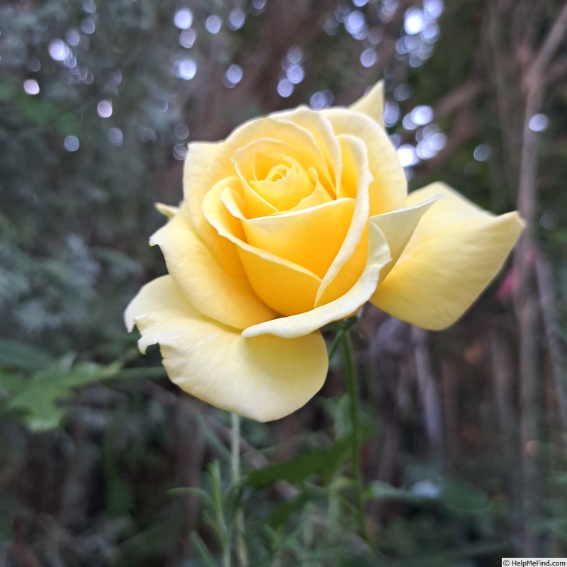 'Urban Streetlight Sunmaid ®' rose photo