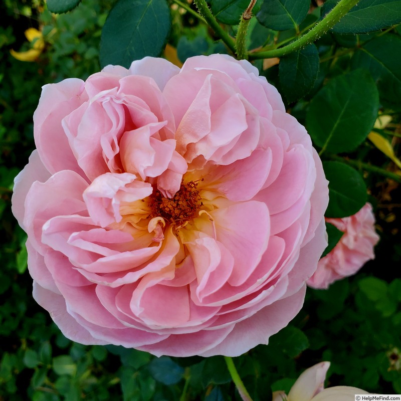 'April Love ™' rose photo