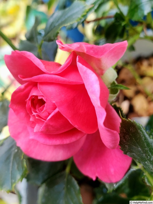 'True Compassion' rose photo