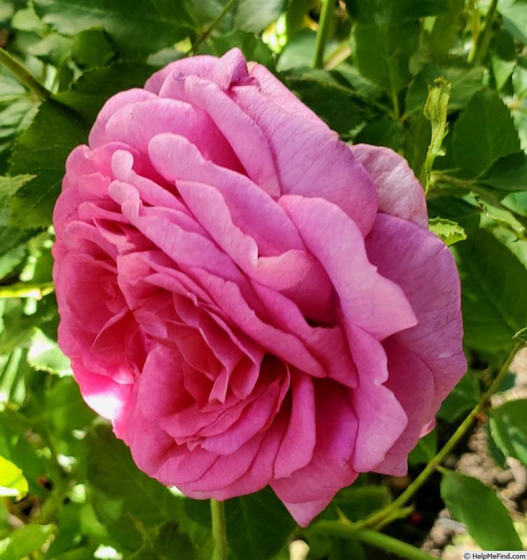 'Sweet Madame Blue ™' rose, click to enlarge 'Sweet Madame Blue ™' rose photo
