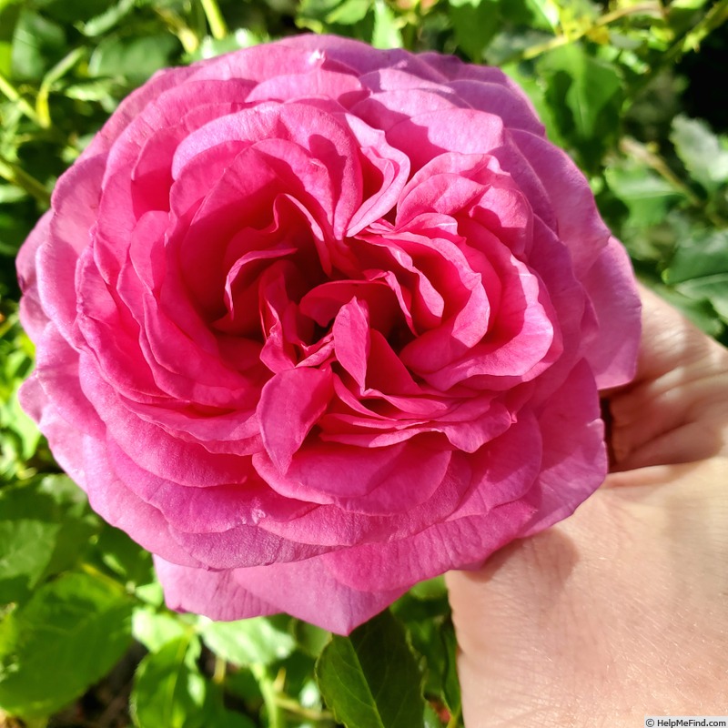 'Sweet Madame Blue ™' rose photo