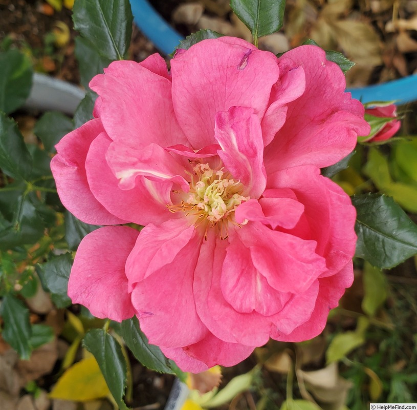 'True Compassion' rose photo