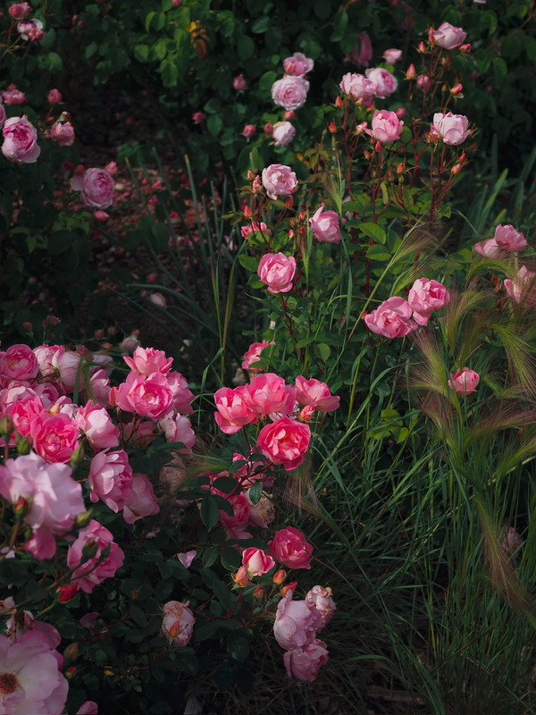 'Pink Chantilly ®' rose photo