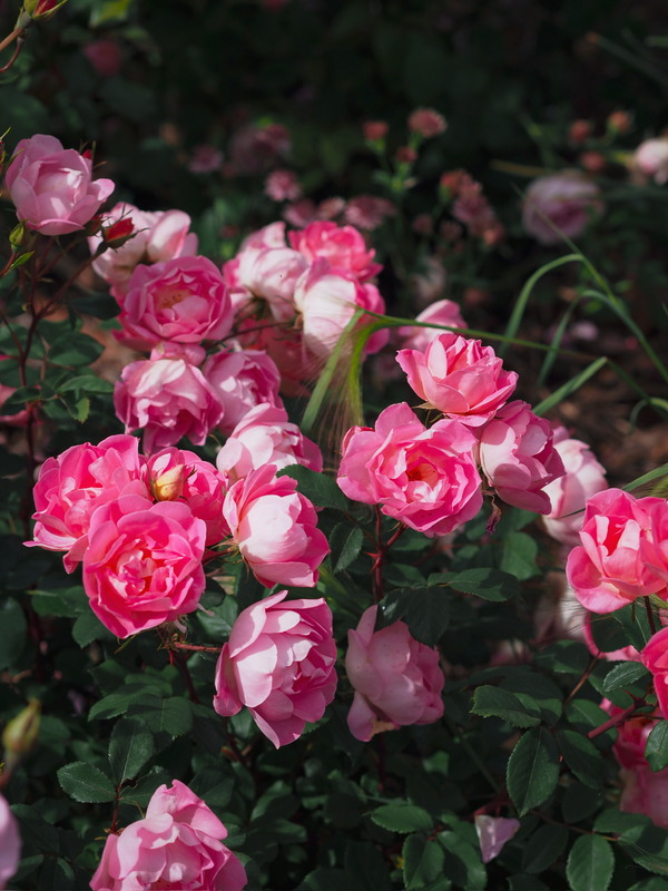 'Pink Chantilly ®' rose photo
