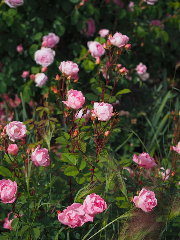 'Pink Chantilly ®' rose photo