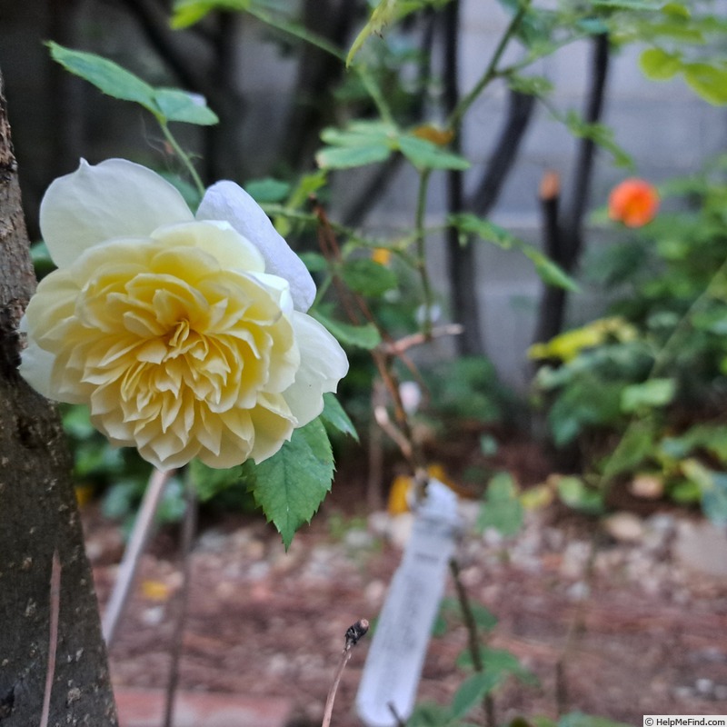 'The Country Parson' rose photo