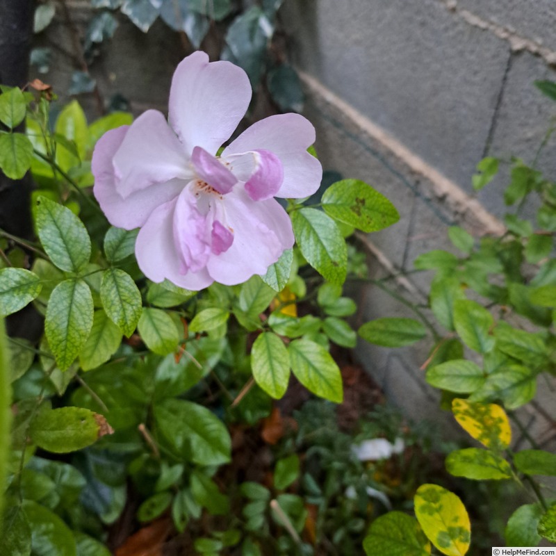 'Louis Blériot ®' rose, click to enlarge 'Louis Blériot ®' rose photo