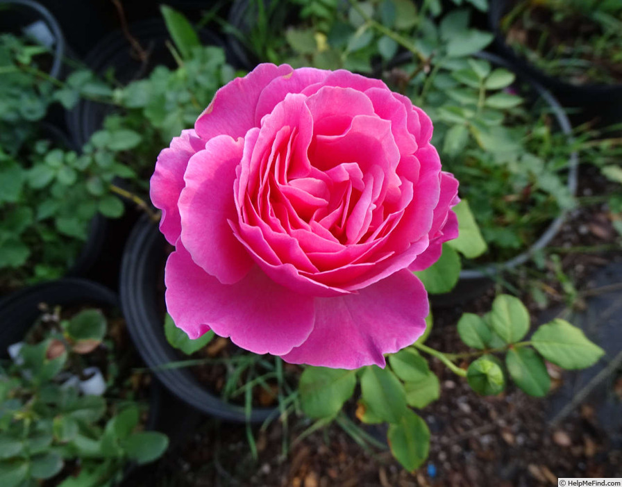'Abdiel' rose photo
