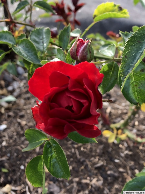 'AKA 166-18.1' rose photo
