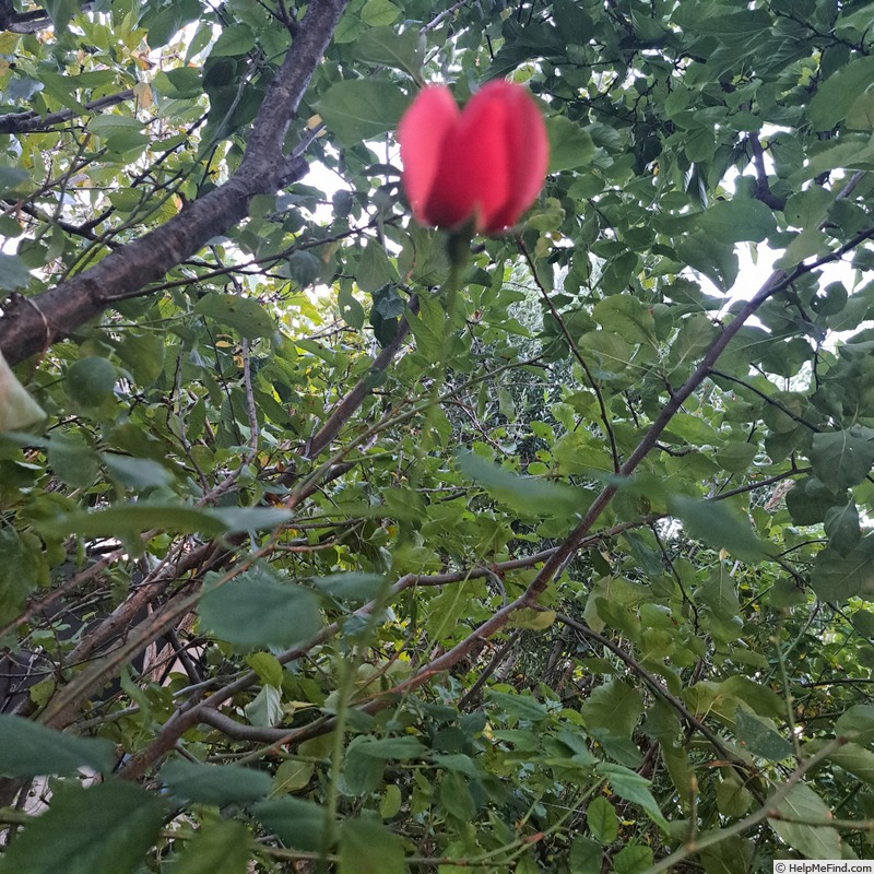 'Florence Arthaud' rose photo