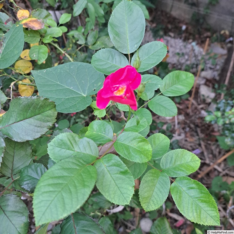 'Ariel ®' rose, click to enlarge 'Ariel ®' rose photo