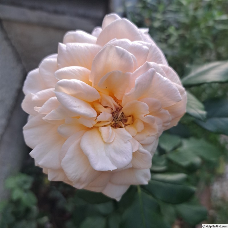 'Courage (hybrid tea, Kordes 2009/19)' rose, click to enlarge 'Courage (hybrid tea, Kordes 2009/19)' rose photo