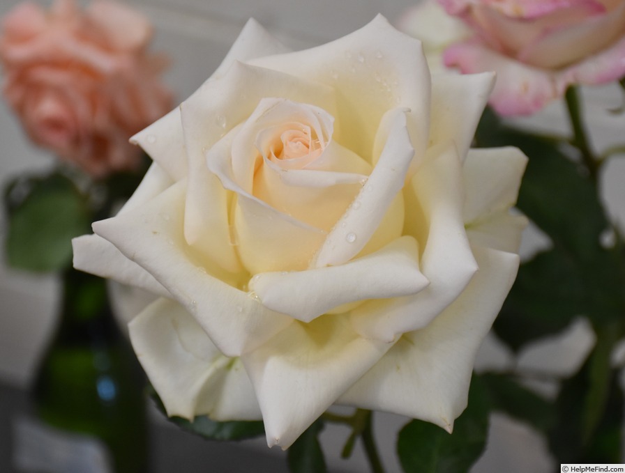 'Fresh Cream (hybrid tea, Kordes, 1991)' rose photo