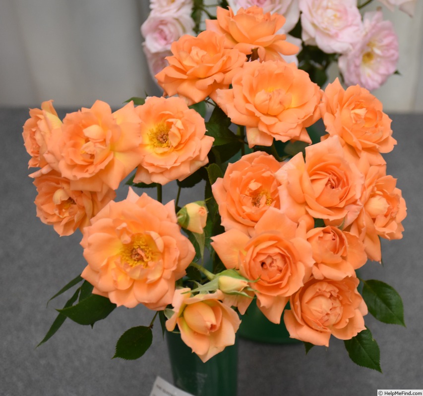'Work of Art ™' rose photo