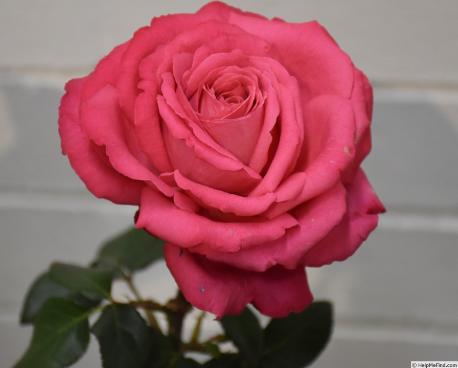 'Unconventional Lady' rose photo