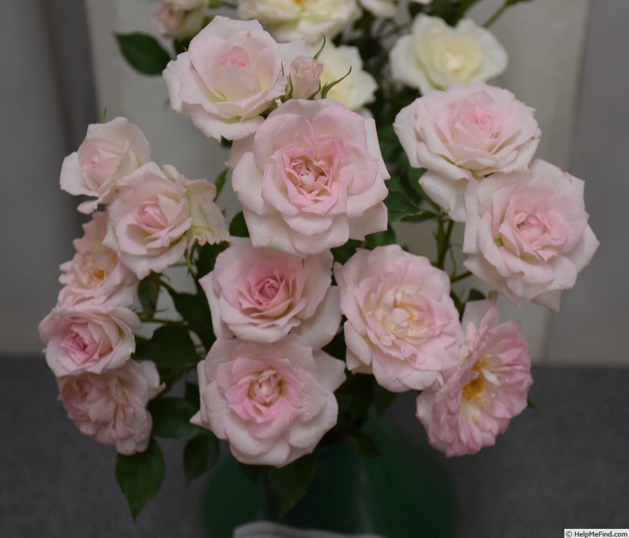 'Figurine ™ (miniature, Benardella 1991)' rose photo