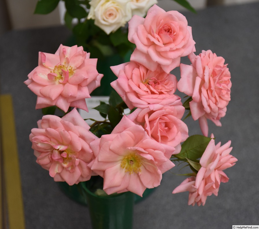 'Delicious (miniature, Welsh, 1994)' rose photo