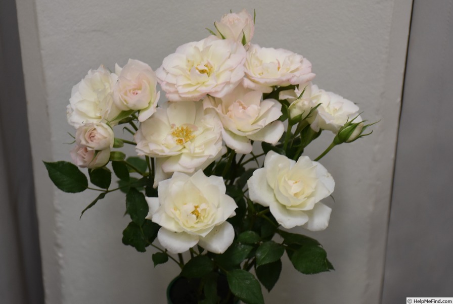 'Baby Jack (Miniature. Benardella, Before 1999)' rose photo