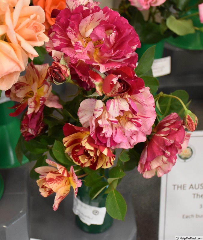 'Maurice Utrillo ™' rose photo