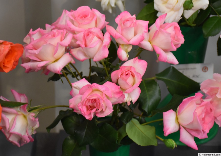 'Bold Seduction' rose photo