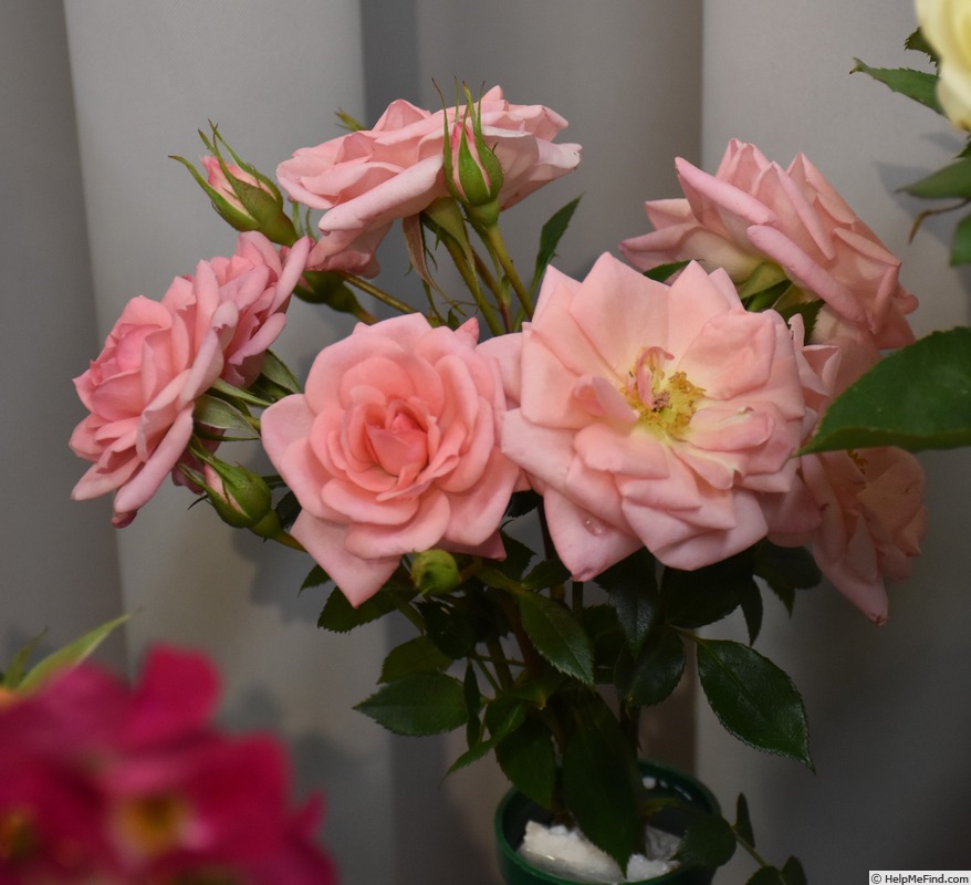 'Delicious (miniature, Welsh, 1994)' rose photo