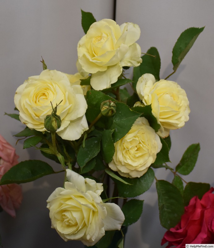 'Lenny' rose photo