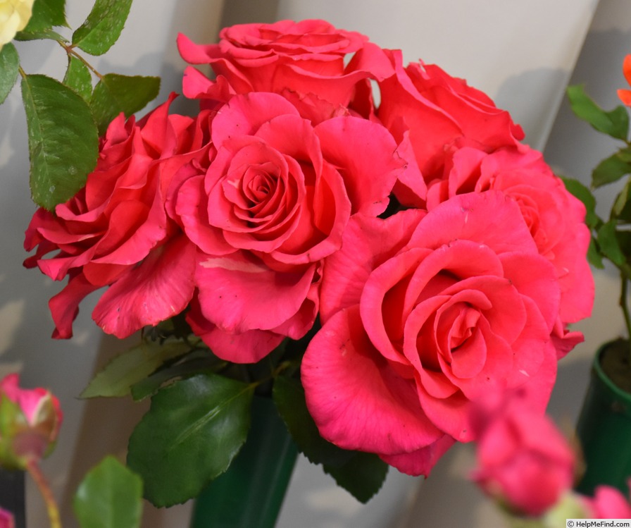 'Kathie' rose photo