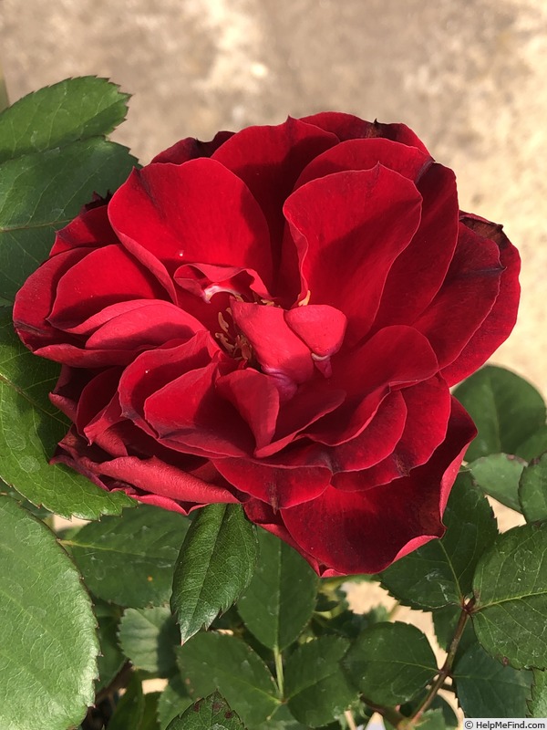 'AKA 414-22' rose photo