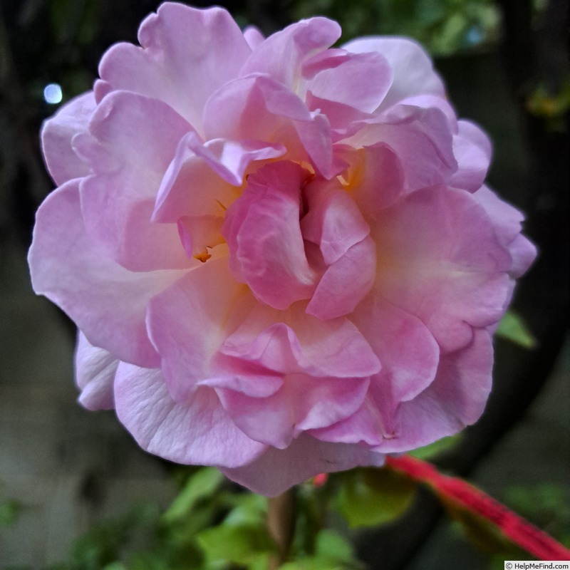 'Madrigal ® (hybrid tea, Orard, 2020)' rose photo