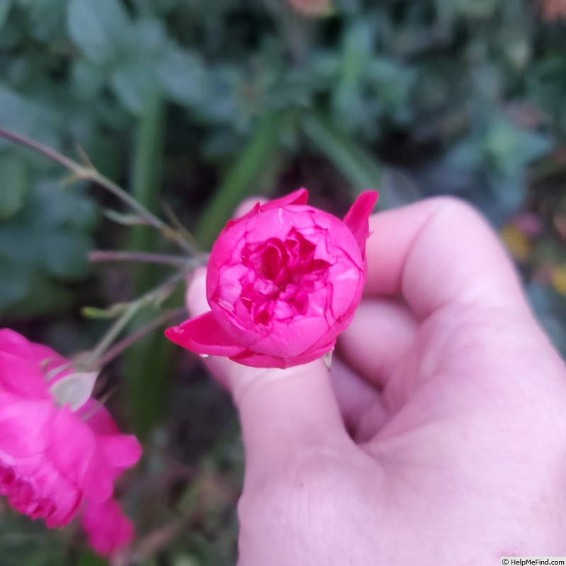 'Dian' rose photo