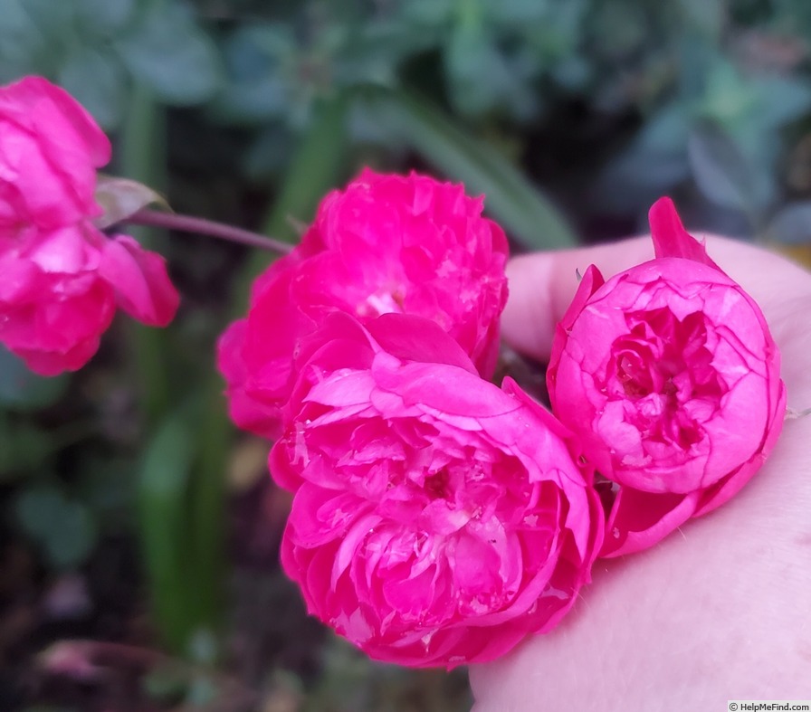 'Dian' rose photo
