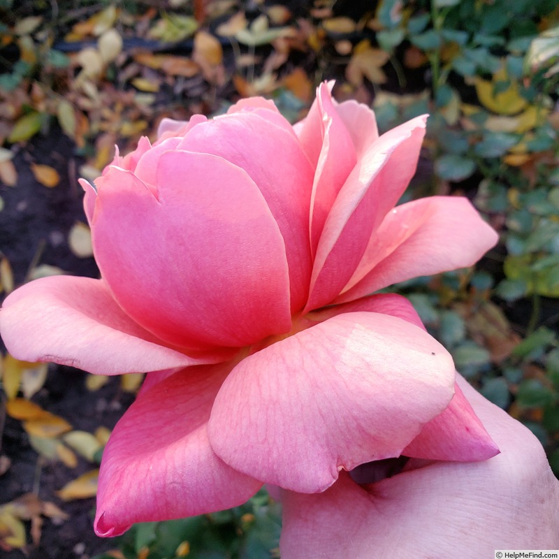 'Victoriana' rose photo