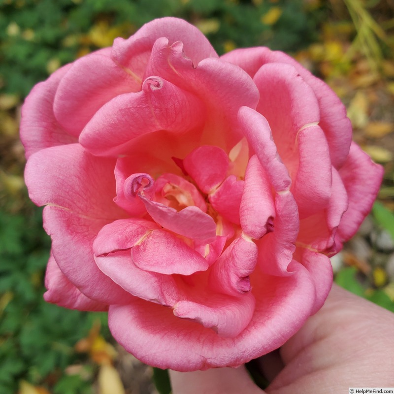 'Clementina Carbonieri (Tea, Lodi, 1913)' rose, click to enlarge 'Clementina Carbonieri (Tea, Lodi, 1913)' rose photo