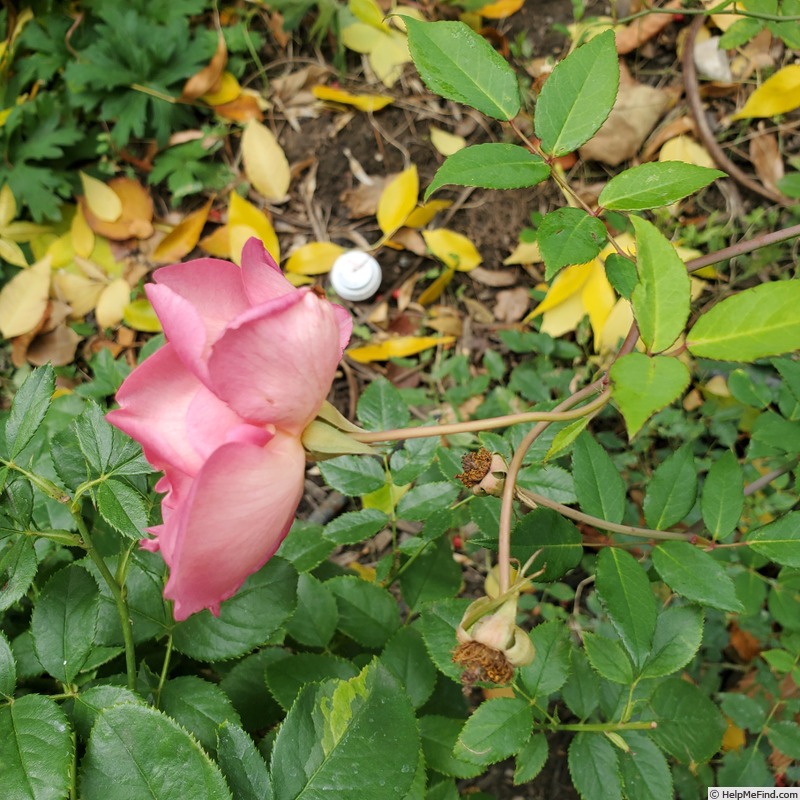 'Clementina Carbonieri (Tea, Lodi, 1913)' rose, click to enlarge 'Clementina Carbonieri (Tea, Lodi, 1913)' rose photo