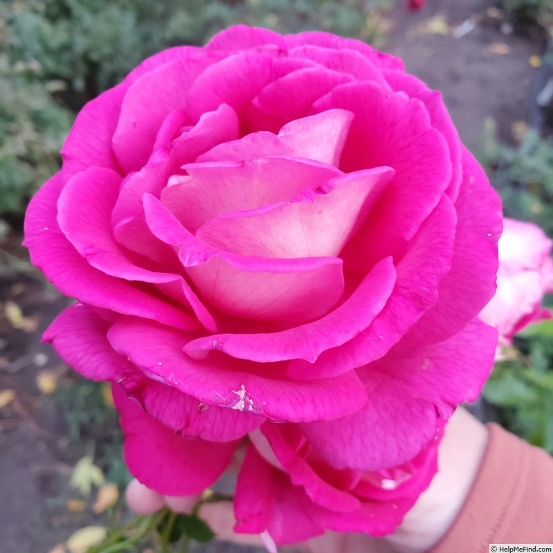 'Mauvelous' rose photo