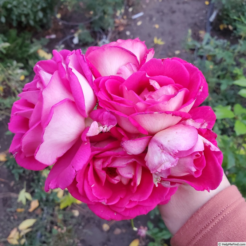 'Mauvelous' rose photo