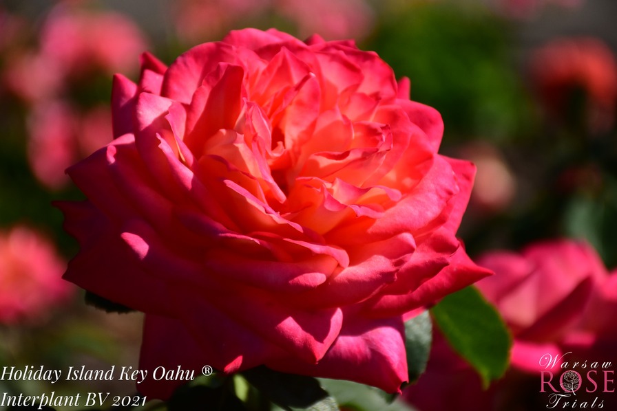 'Holiday Island Oahu' rose photo