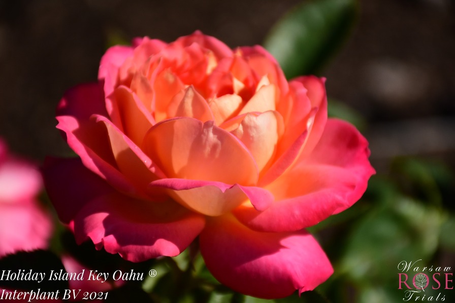 'Holiday Island Oahu' rose photo