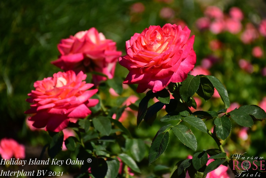 'Holiday Island Oahu' rose photo