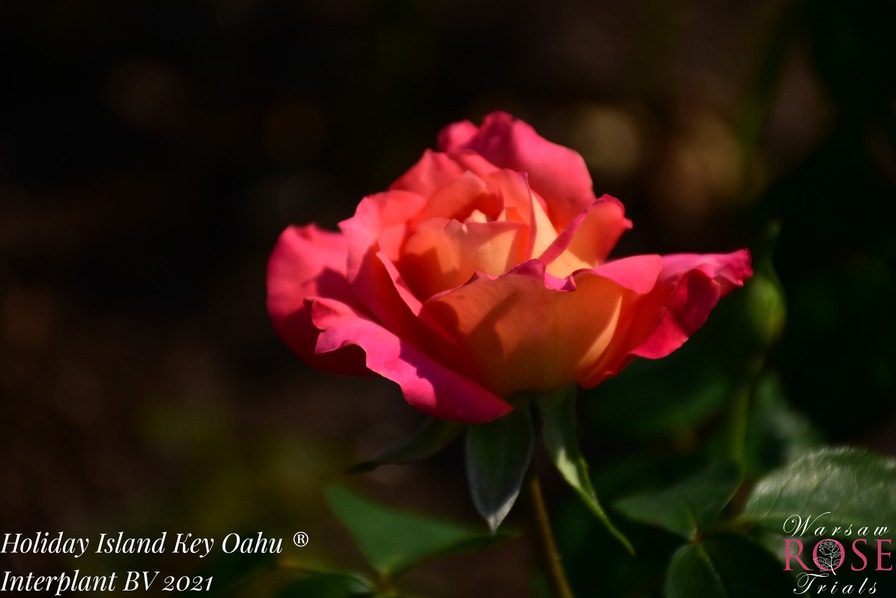 'Holiday Island Oahu' rose photo
