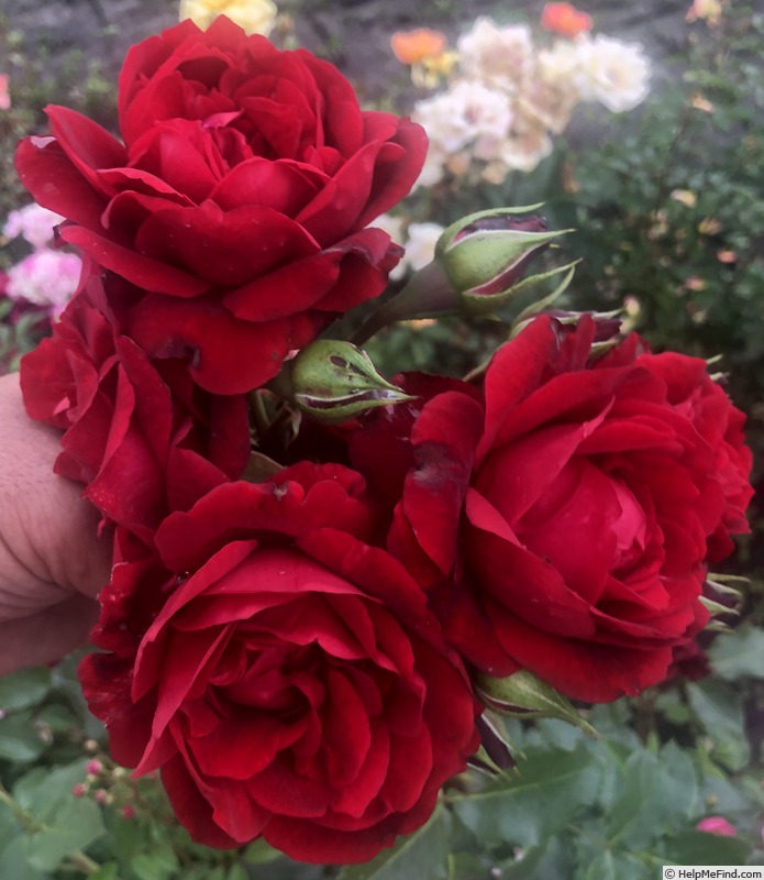 'Royal Red ® (climber, Kordes, 2025)' rose photo