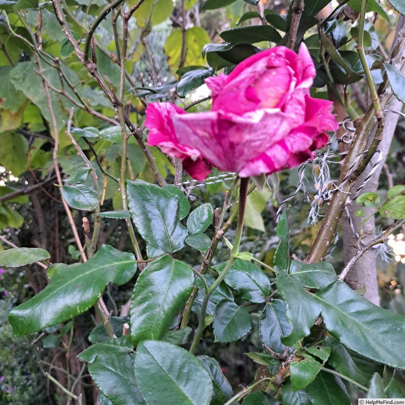 'Easy Fashion ®' rose photo