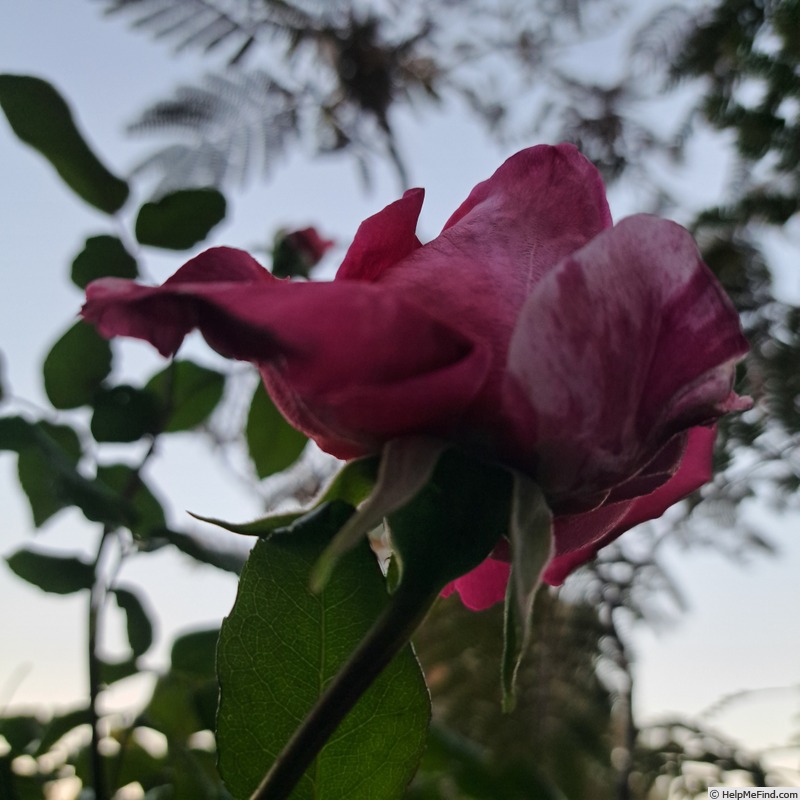 'Easy Fashion ®' rose photo