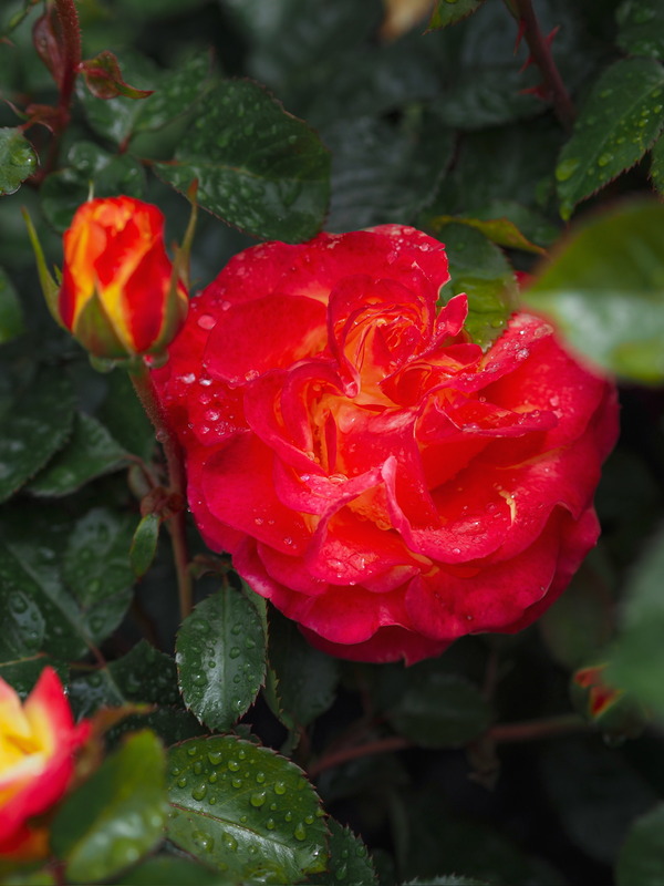 'KO 15/3839-08' rose, click to enlarge 'KO 15/3839-08' rose photo