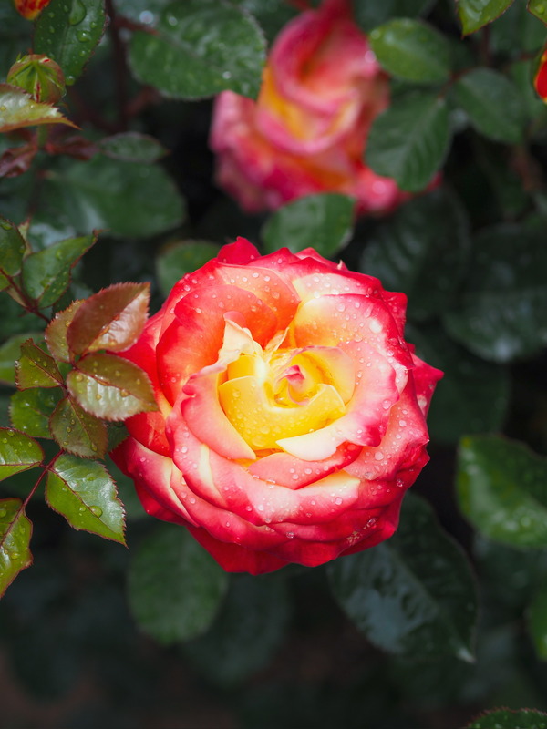 'KO 15/3839-08' rose photo