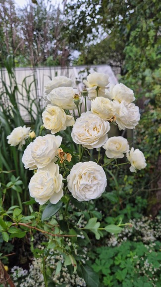 'Lion's Generosity' rose photo