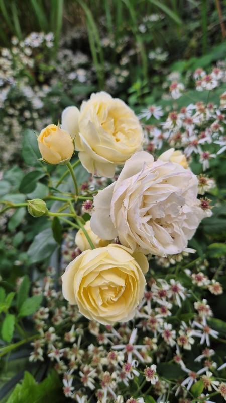 'Lion's Generosity' rose photo