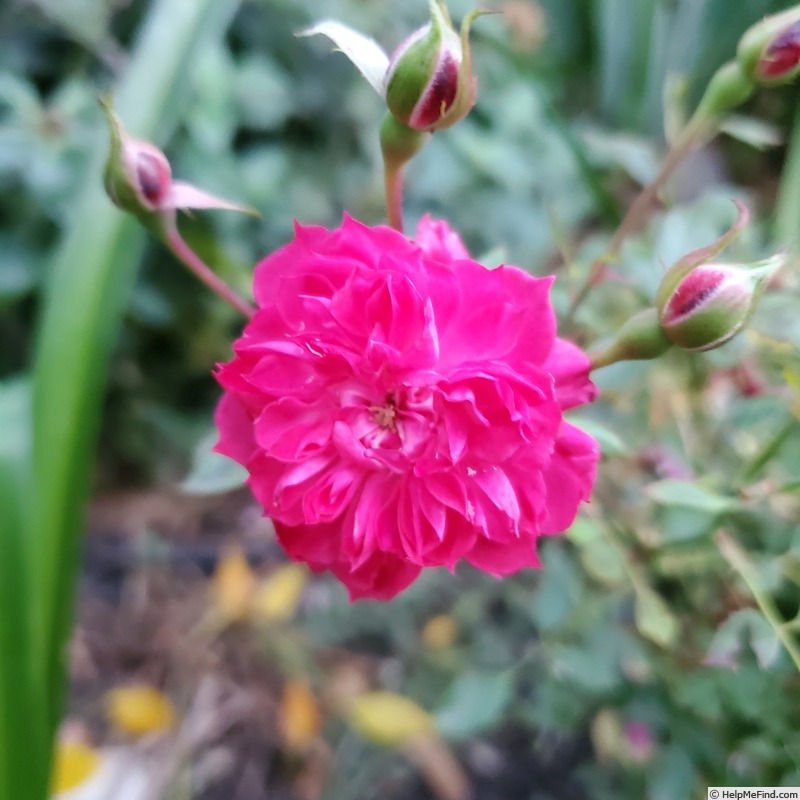 'Dian' rose photo