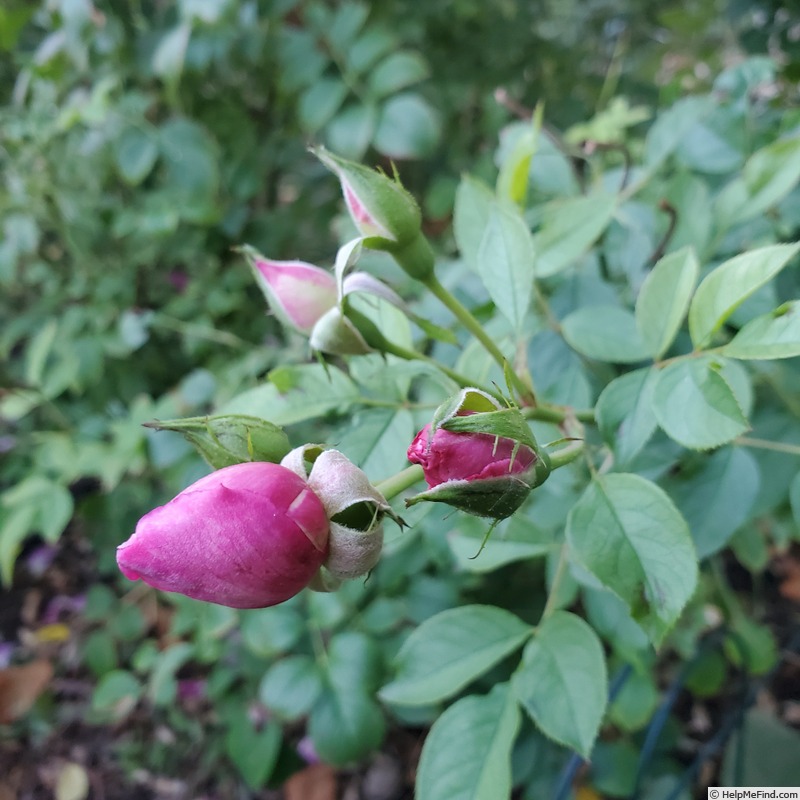 'Sultry Night ™' rose, click to enlarge 'Sultry Night ™' rose photo